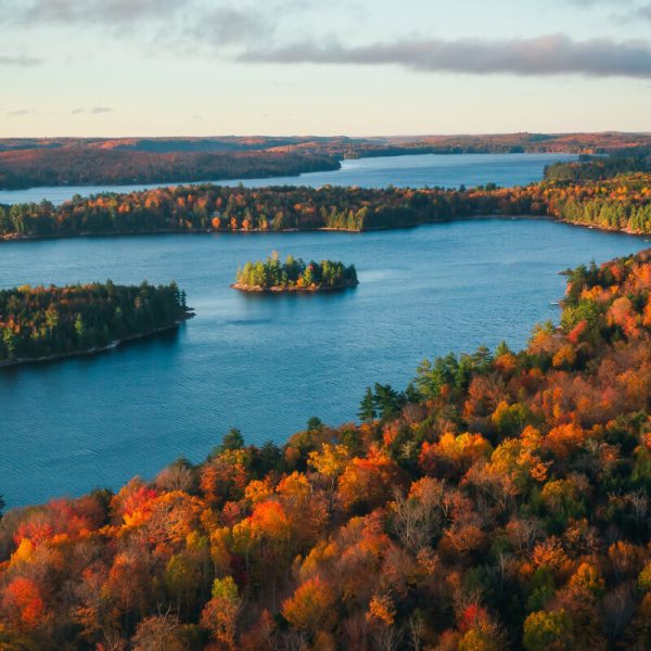 green-and-brown-trees-beside-body-of-water-during-daytime